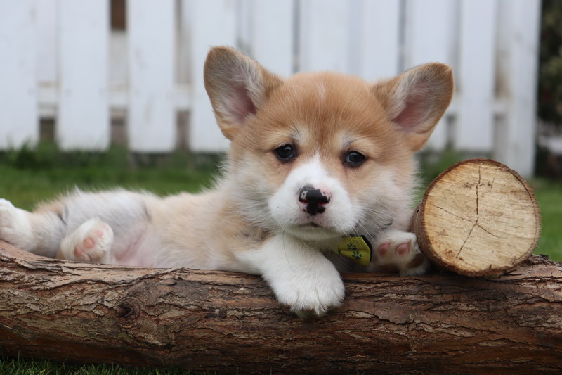 Informatie over de welsh corgi pembroke 9 Welsh corgi pembroke karakter
