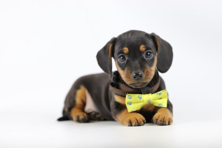teckel pups België