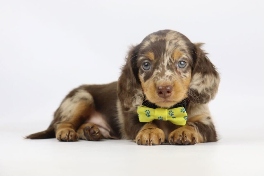 Dwergteckel pups te koop – belgisch fokker 8 Dwergteckel pups fokker