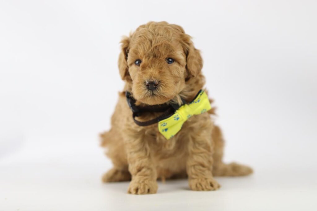 Poedel pups te koop - erkend belgische fokker 20 Dwergpoedel pups kopen