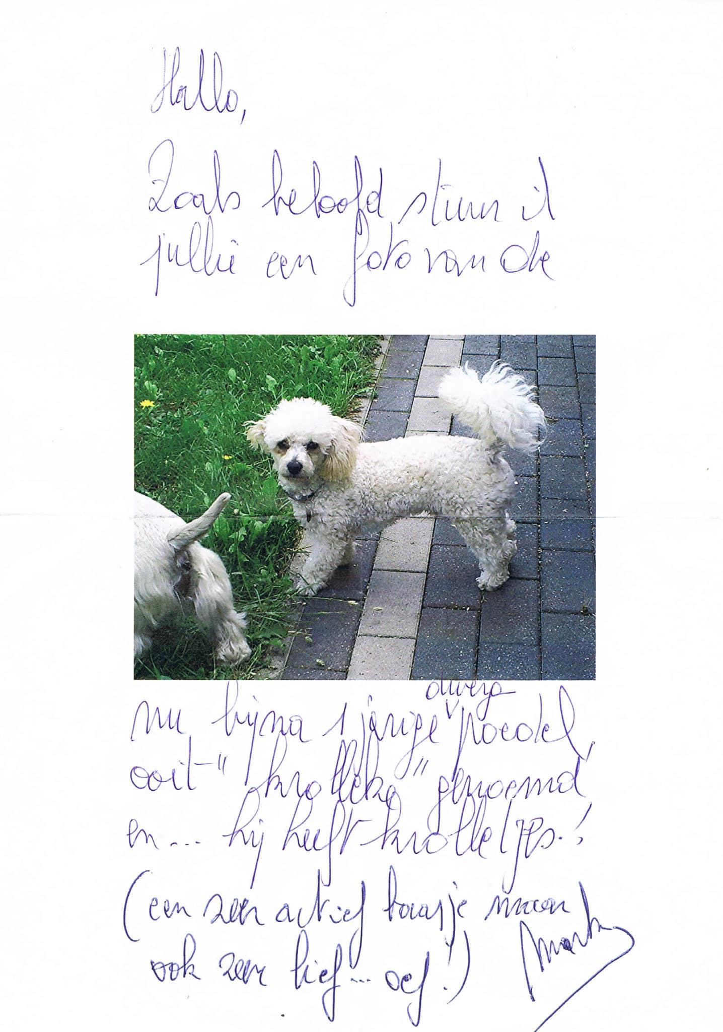 Kleine Poedel Krolleke Woefkesranch Kleine Poedel Krolleke Woefkesranch