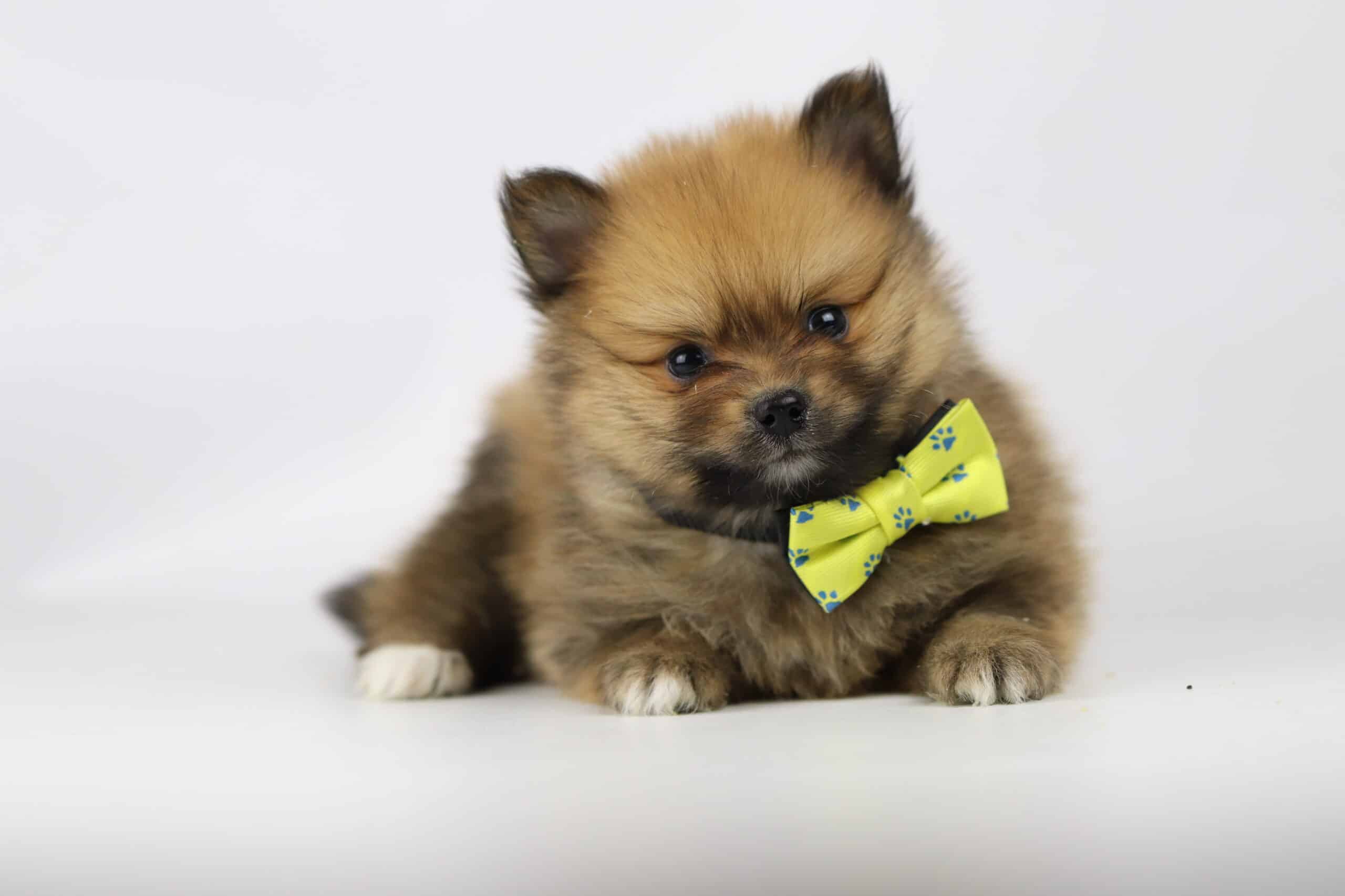 Buy pomeranian puppies