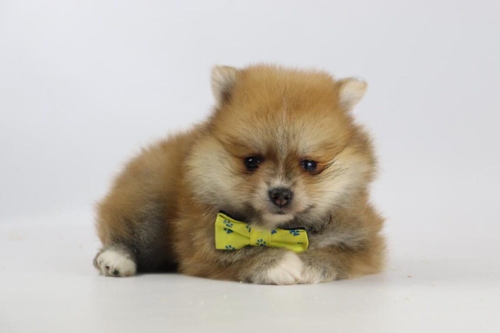 Pomeranian puppy price belgium