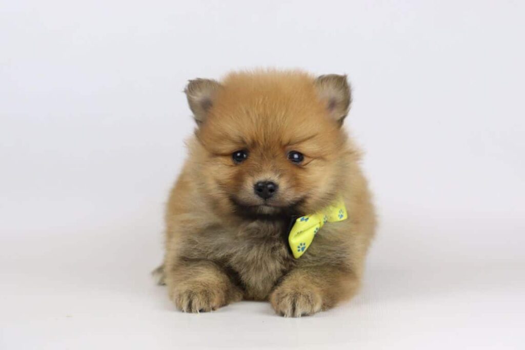 Wat is de prijs van een pomeriaan puppy? 3 Prijs pomeriaan hondje