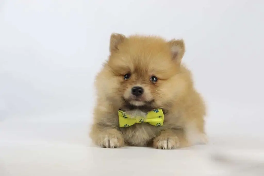 Quel est le prix d'un chiot poméranien? 14 Coûts poméranien