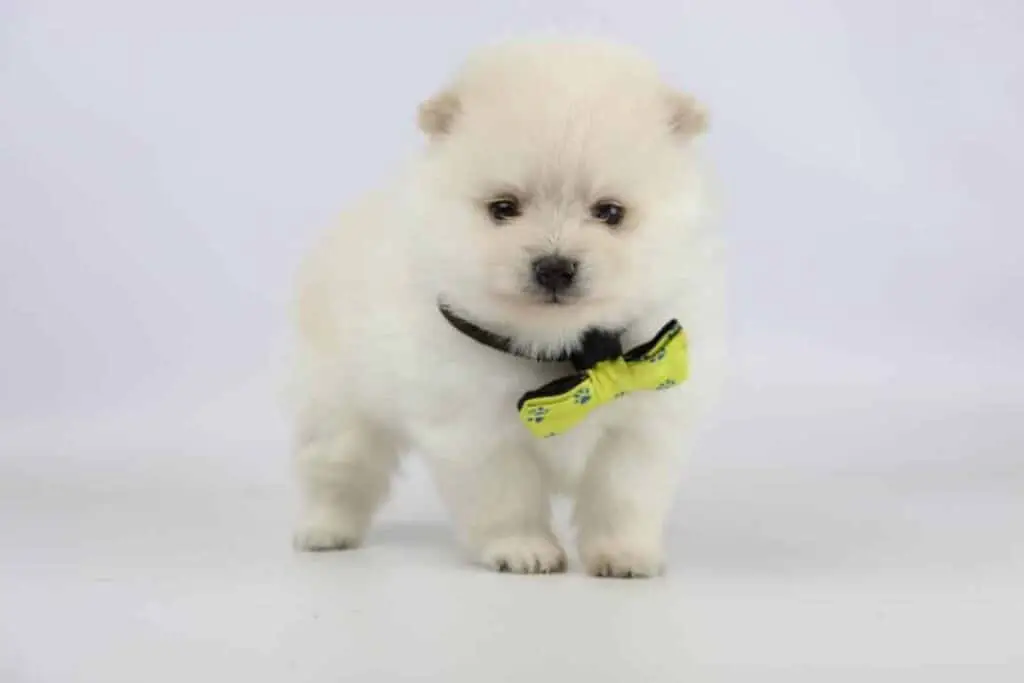Acheter chiot poméranien