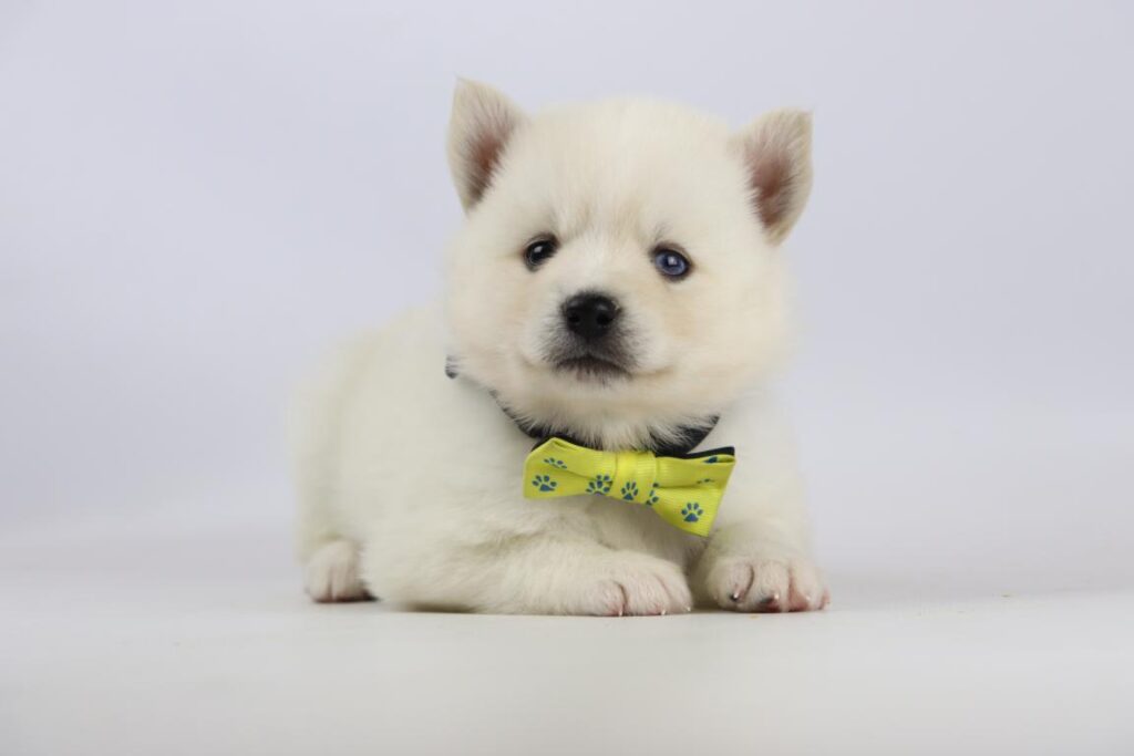 Pomsky à vendre belgique 7 Pomsky disponible