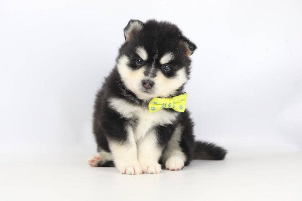 Pomsky chiot 1