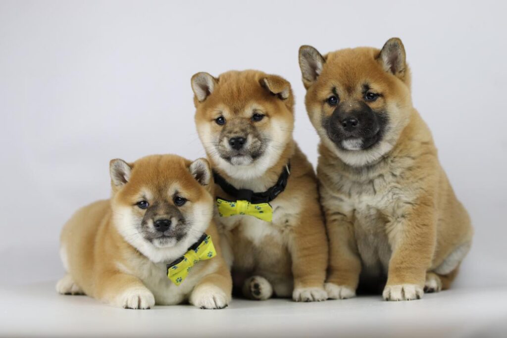 Shiba puppies 1