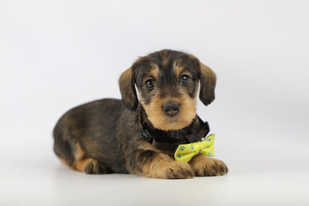 Wirehaired dachshund puppy for sale