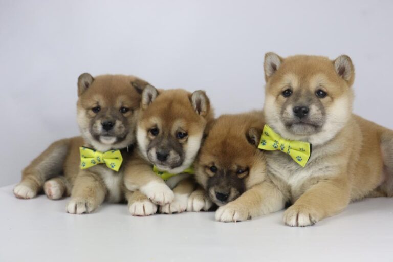 Shiba Inu puppy’s for sale