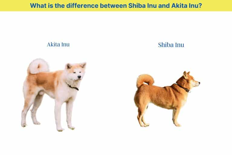 What is the difference between Shiba Inu and Akita Inu?