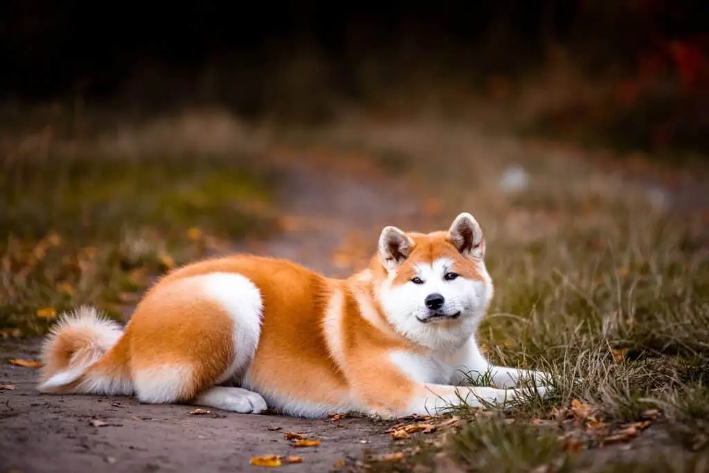 Wat is het verschil tussen shiba inu en akita inu? 3 Shiba inu akita gedrag