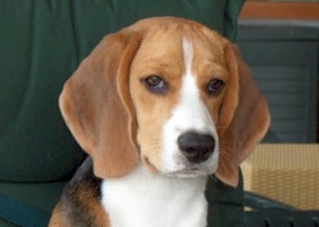 Volwassen beagle