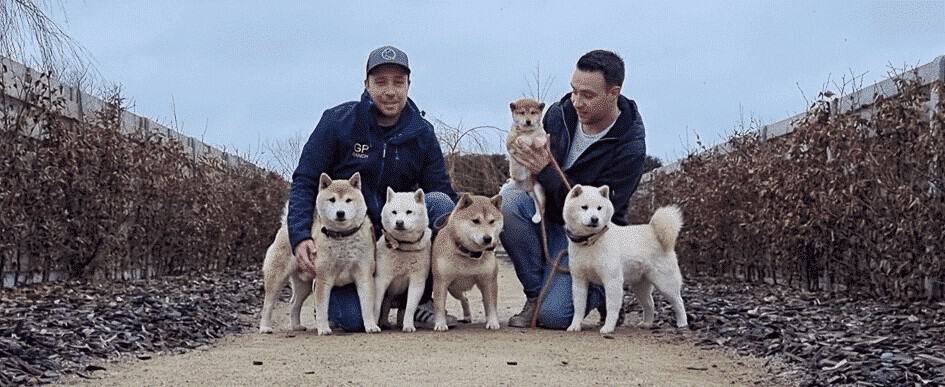 Shiba inu welpen preis