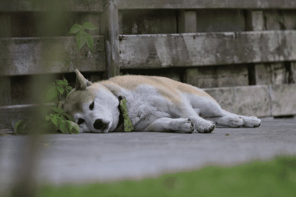 Shiba inu welpen