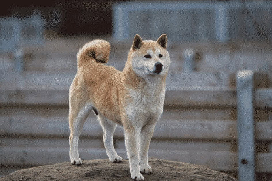 Shiba inu welpen preis