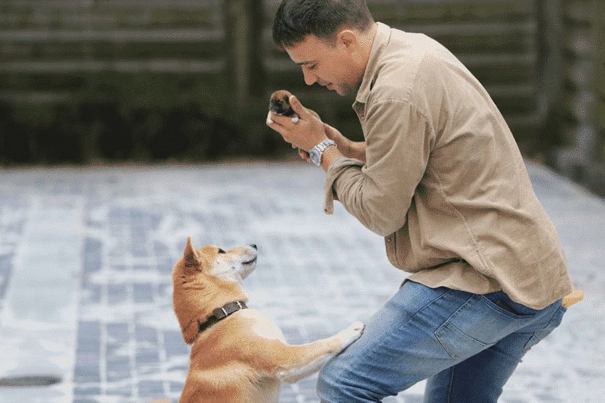 Shiba inu woefkesranch