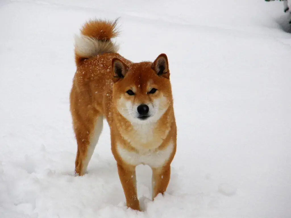 Wat is het verschil tussen shiba inu en akita inu? 1 Shiba inu en akita verschillen