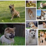 Liste mit japanischen shiba inu namen 2 Shiba inu