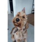 Goldendoodle : pebbles - beerse -belgië 22