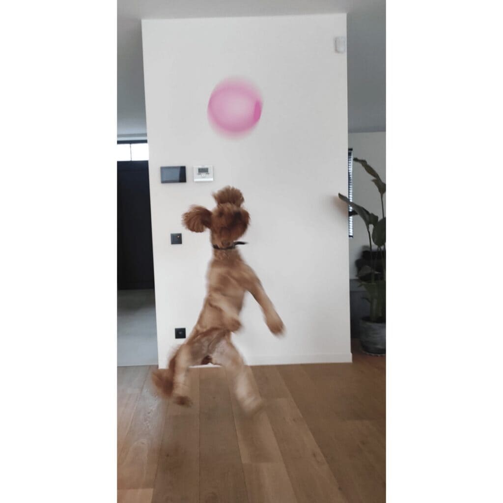 Goldendoodle verzorging