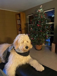 Goldendoodle woefkesranch rasse