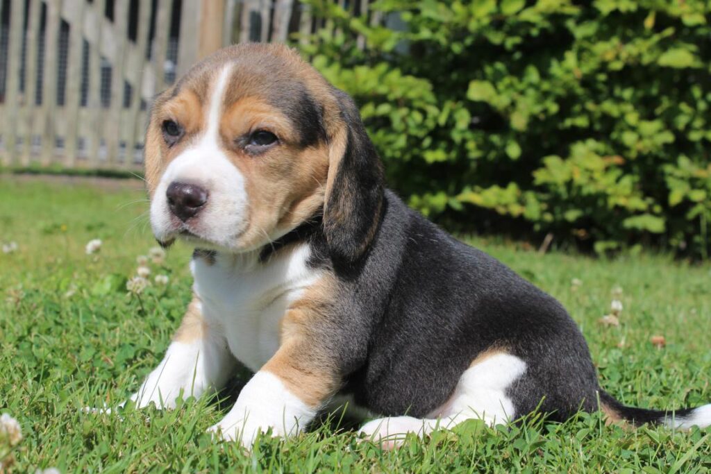 Beagle teef 3484 2 1