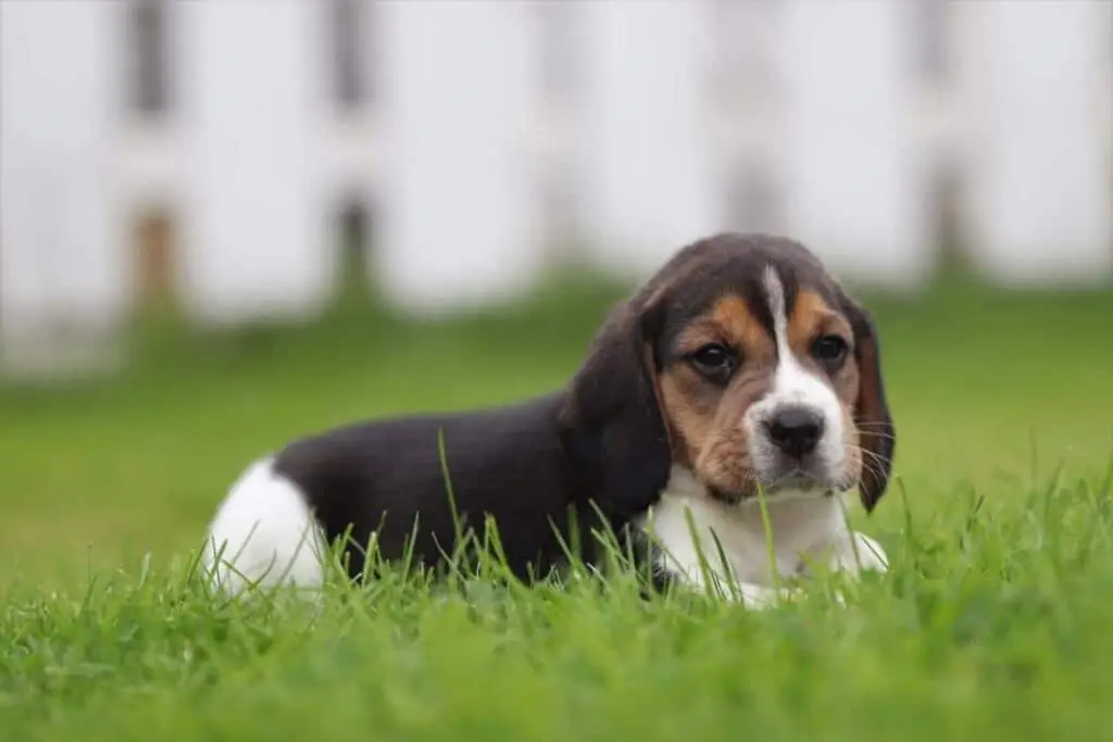 Beagle hondenspeelkameraad