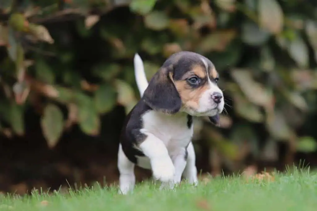 Zijn beagles goede gezinshonden? 5 Beagle temperament