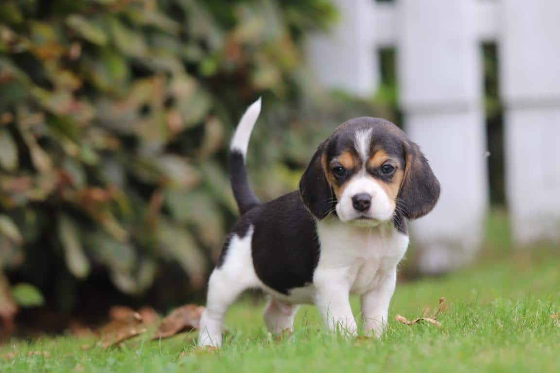 Beagle Parson Russell Breeders Beagle Parson Russell Welpen