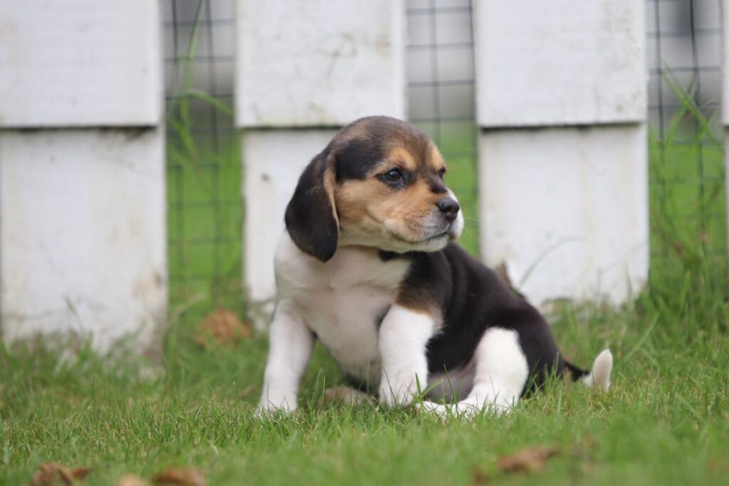 Wat mag een beagle niet eten