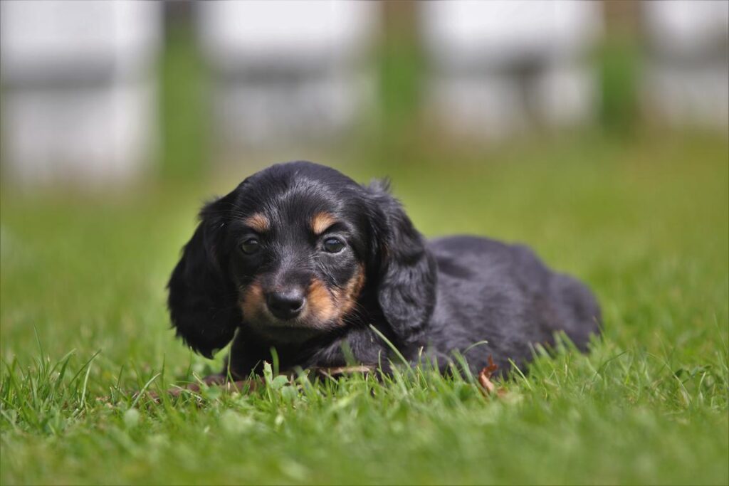 The different types of miniature dachshunds 3 Zwergdackel pflege