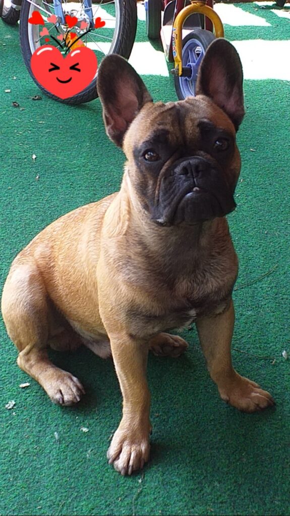 Franse bulldog puppy