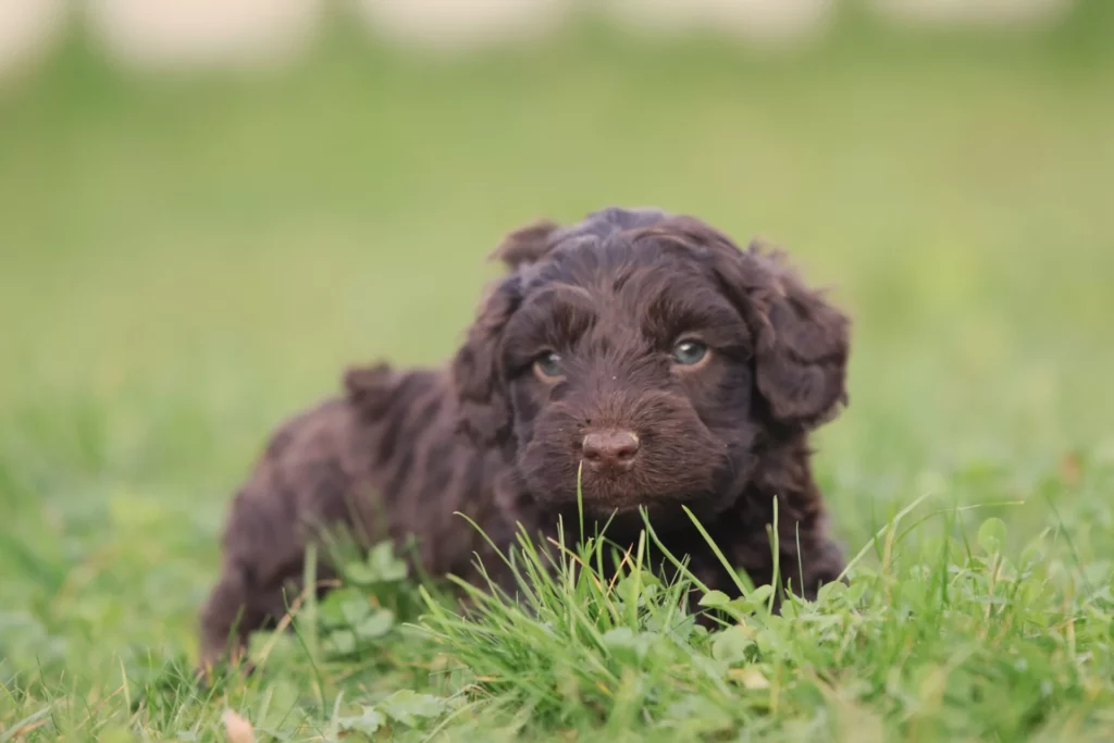 Labradoodle nestjes 2025 7 Labradoodle nestjes verwacht
