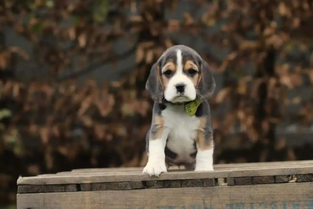 Beagle eigenschappen