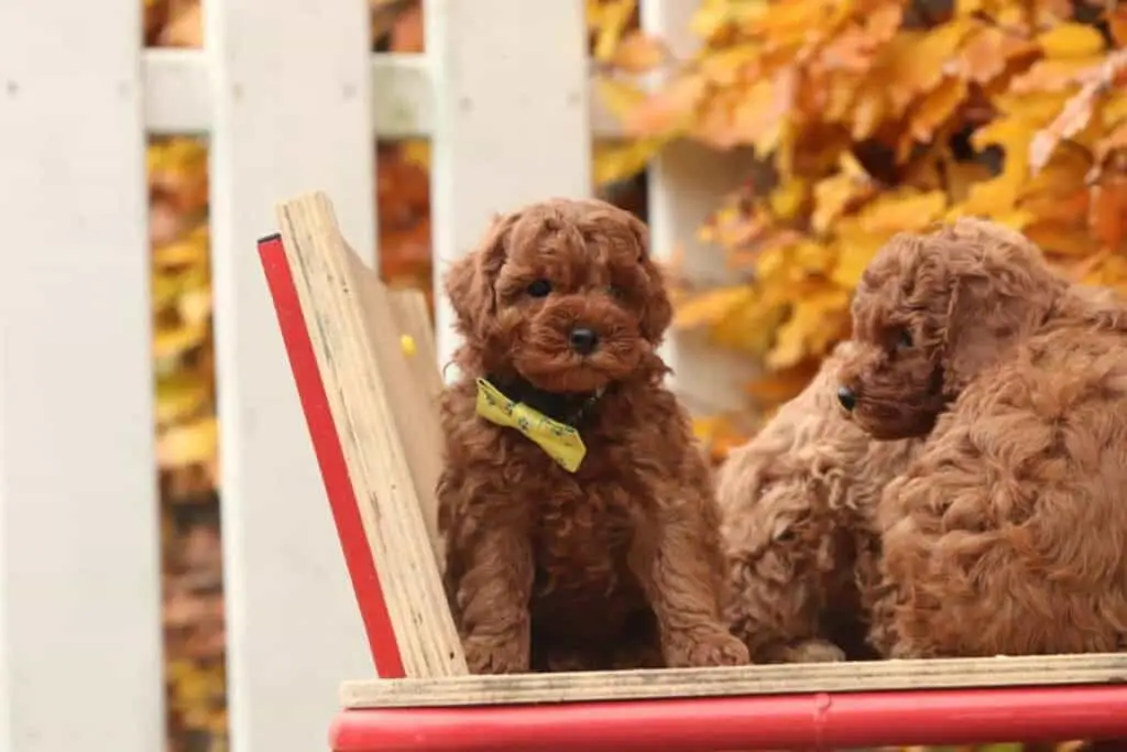 Poedel pups te koop - erkende belgische fokker 2 Twee bruine honden die op een rode tafel zitten