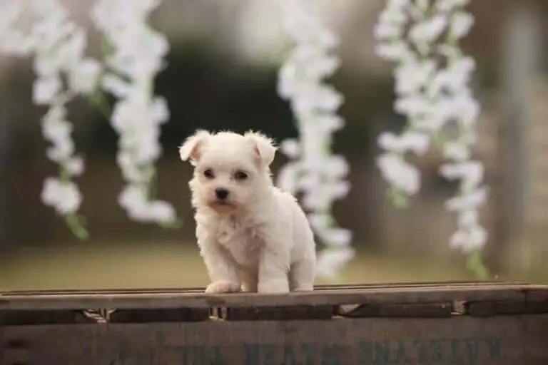 Een kleine, donzige witte pup staat op een houten oppervlak buiten, met wazige witte bloemen die op de achtergrond hangen - een schattig tafereel dat doet denken aan Maltezer-pups die te koop zijn.