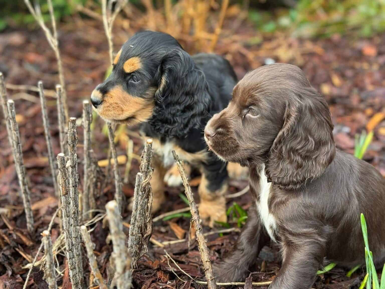 Twee engelse cocker spanielpups van woefkesranch