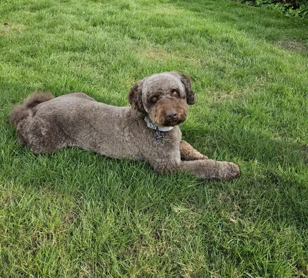 Een bruine hond met krullend haar en een halsband ligt op het groene gras en kijkt met een ontspannen uitdrukking naar de camera.