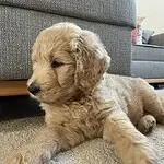 Goldendoodle - alfie 1