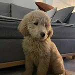 Goldendoodle - alfie 2