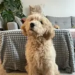 Goldendoodle - alfie 3