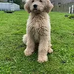 Goldendoodle - alfie 4