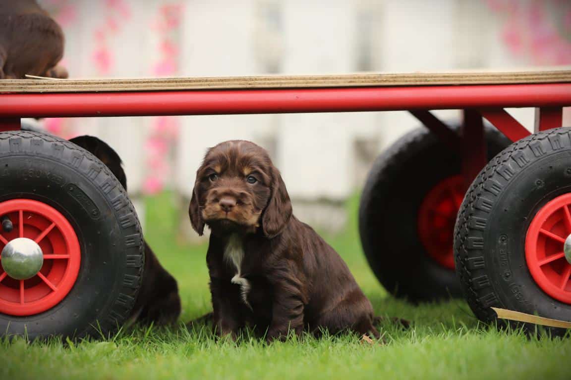 Engelse cocker spanielpups van woefkesranch