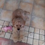 Een pluizige, lichtbruine puppy ligt op een tegelvloer naast een roze kauwspeeltje in de vorm van een bot. Het beeld is een beetje wazig.