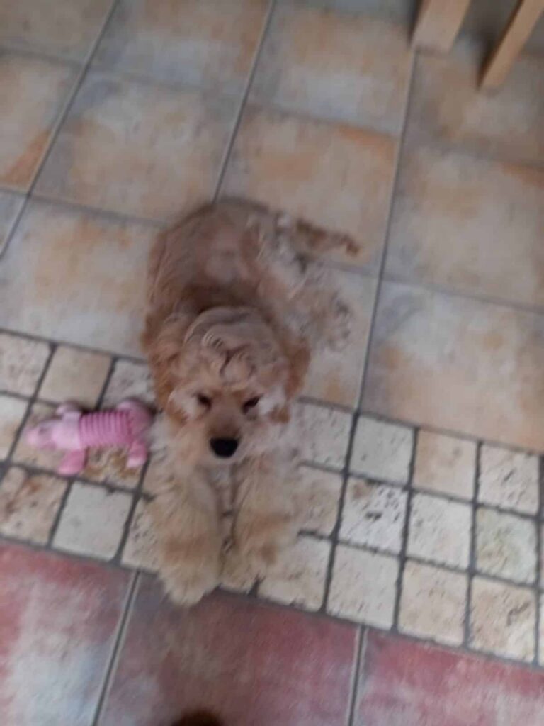 Een pluizige, lichtbruine puppy ligt op een tegelvloer naast een roze kauwspeeltje in de vorm van een bot. Het beeld is een beetje wazig.
