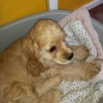 Een lichtbruine puppy met lange oren ligt comfortabel op een zacht deken met patroon in een grijs bed tegen een gele muur.