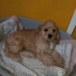 Een lichtbruine, pluizige puppy ligt op een deken in een grijs huisdierenbed tegen een gele muur. De puppy ziet er ontspannen uit en kijkt naar de camera.