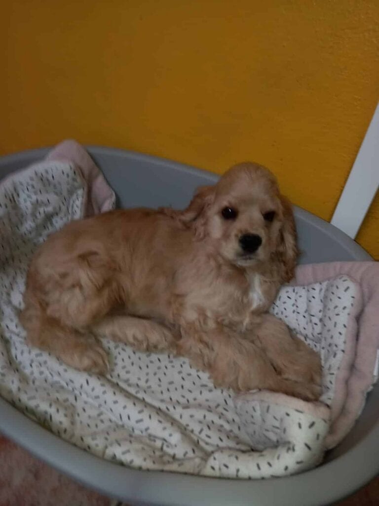 Een pluizige, lichtbruine puppy ligt op een tegelvloer naast een roze kauwspeeltje in de vorm van een bot. Het beeld is een beetje wazig.